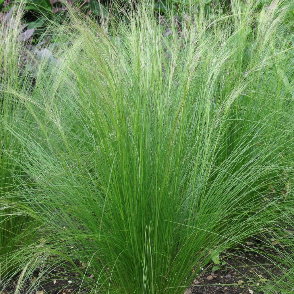 Höyhenheinä - Stipa tenuifolia