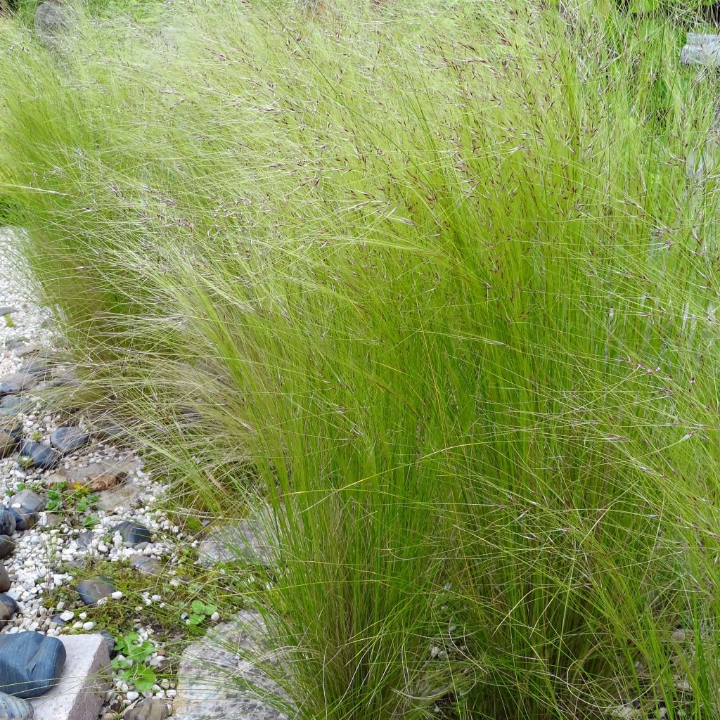 Höyhenheinä - Stipa tenuifolia