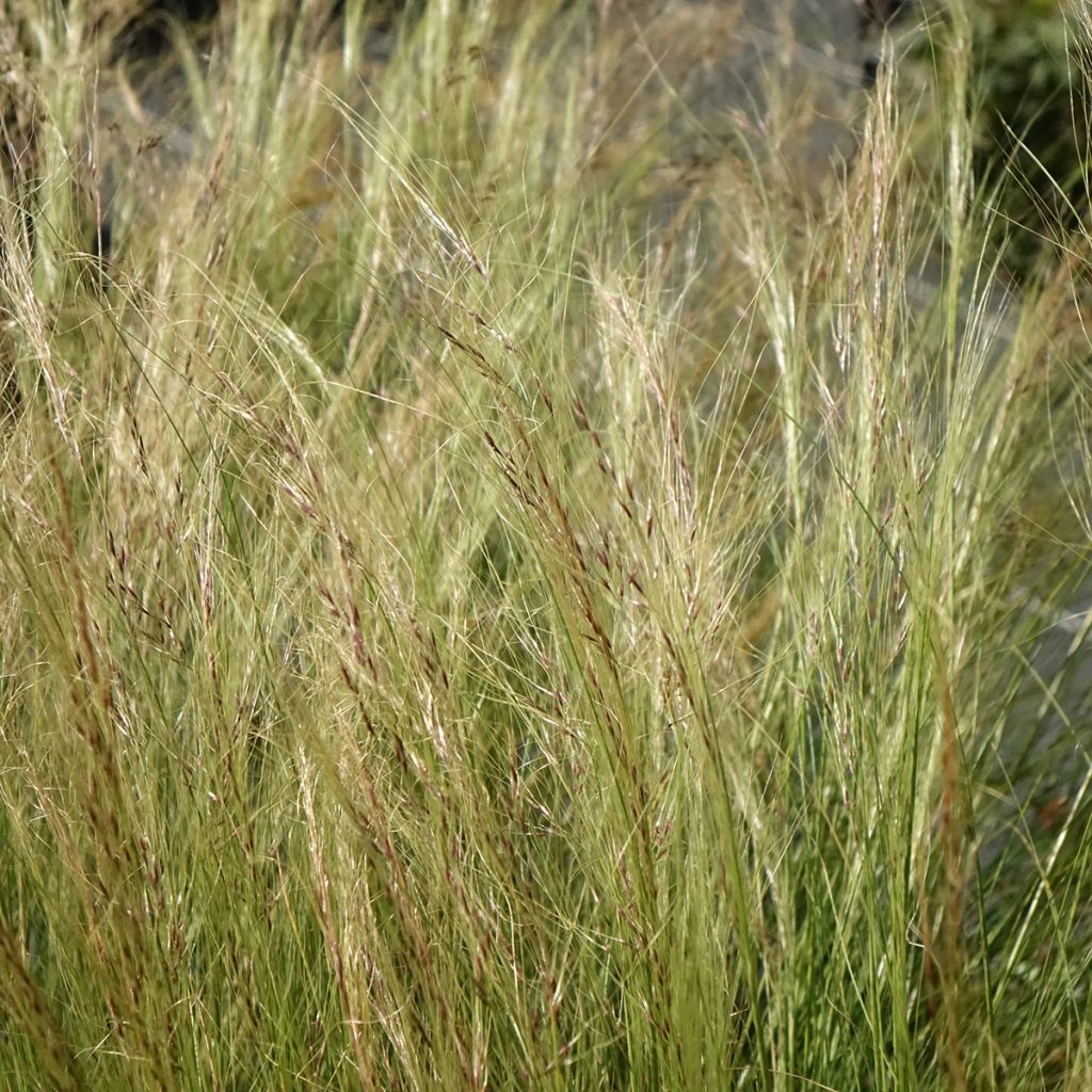 Höyhenheinä Palomino