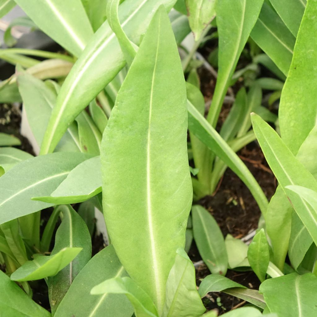 Sinikki Alba