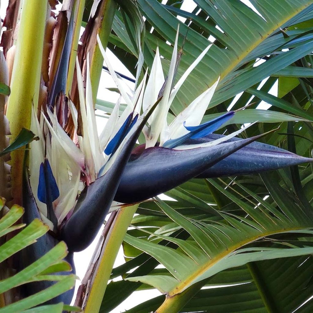 Valkokolibrikukka - Strelitzia nicolai