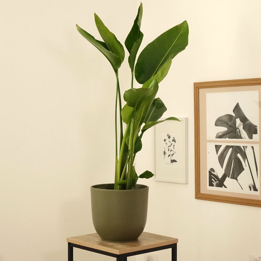 Valkokolibrikukka - Strelitzia nicolai