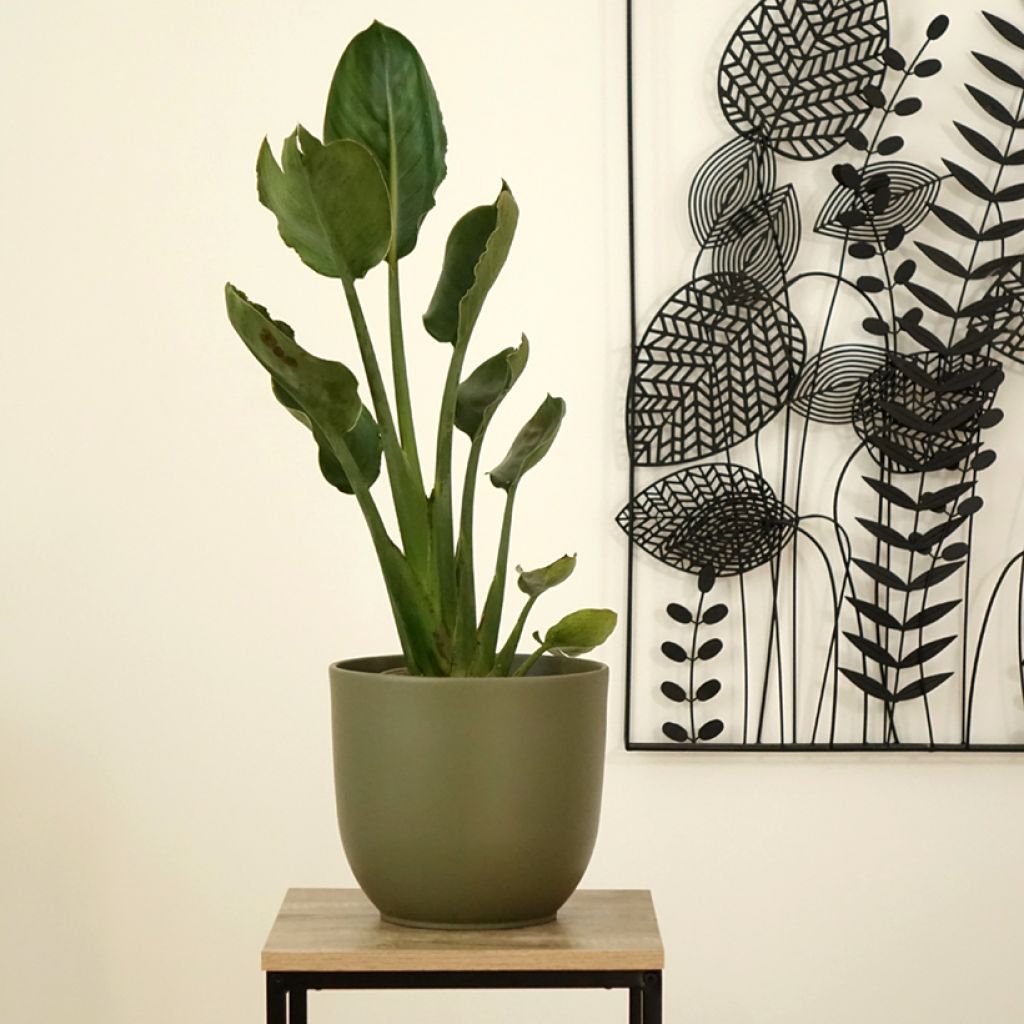 Helokolibrikukka - Strelitzia reginae