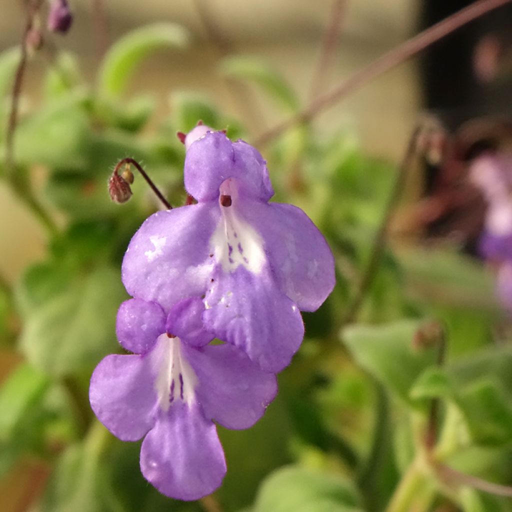 Pikkusoilikki Purple