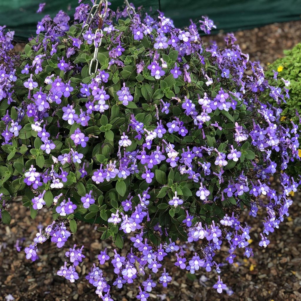Pikkusoilikki Purple