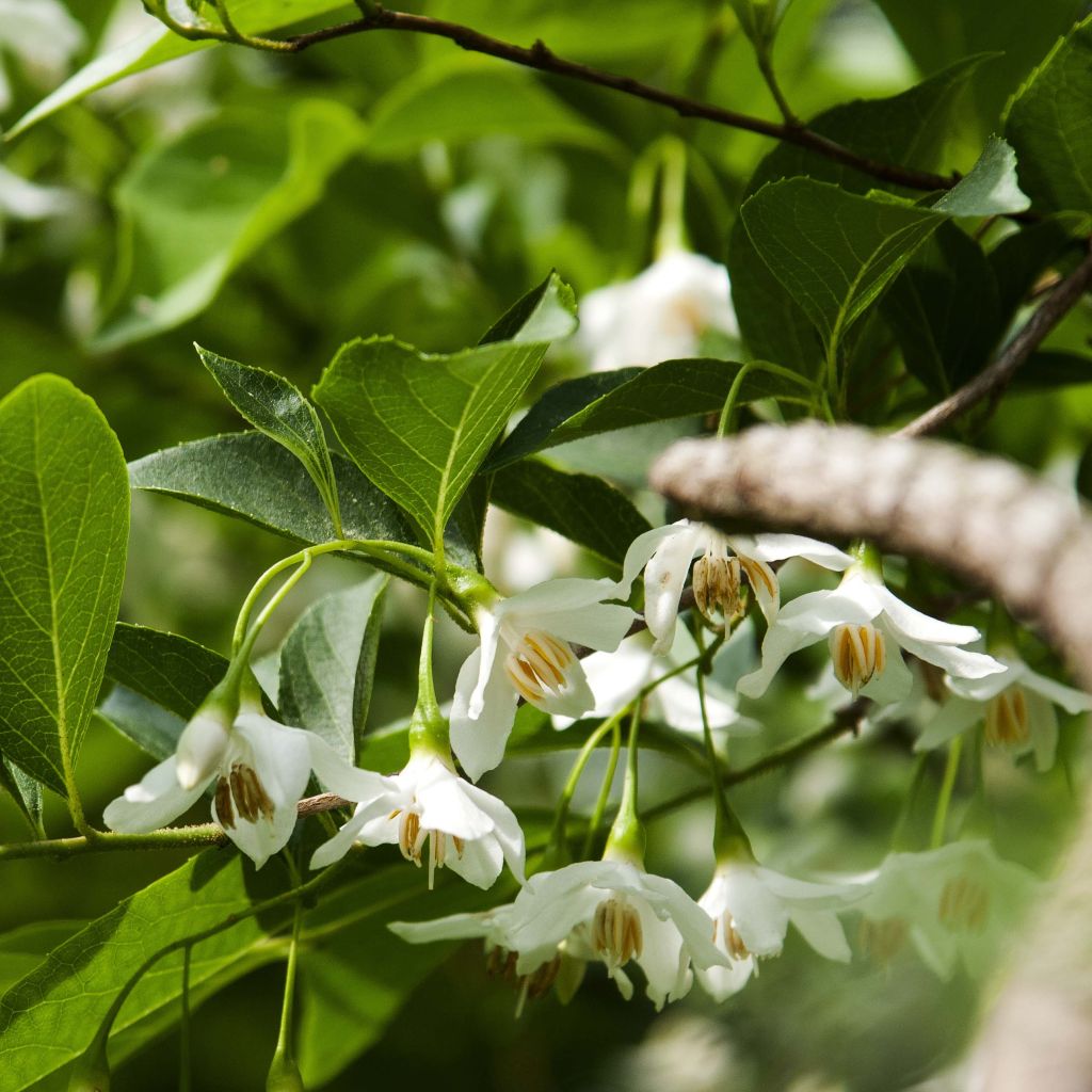Japaninstoraksi - Styrax japonica