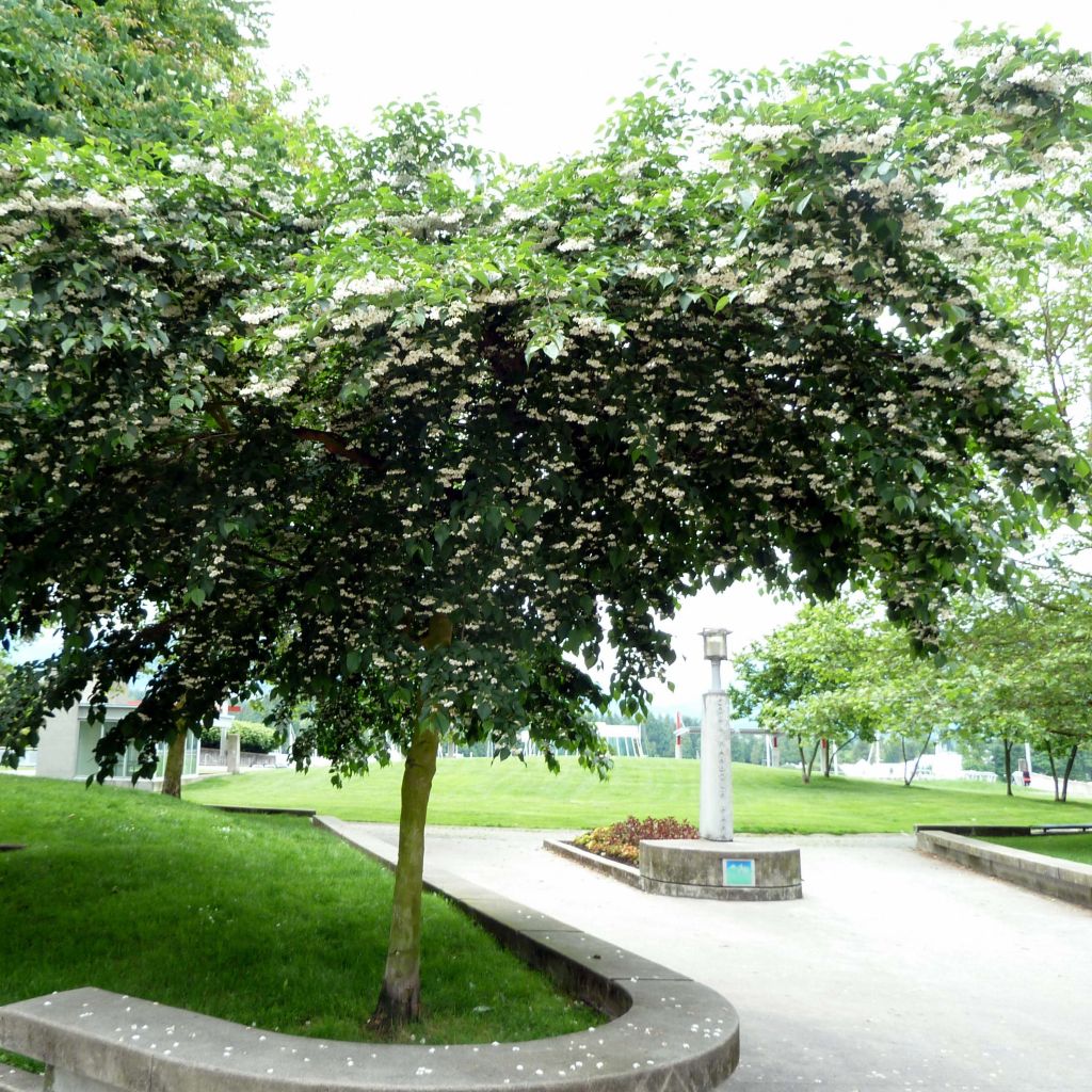 Japaninstoraksi - Styrax japonica