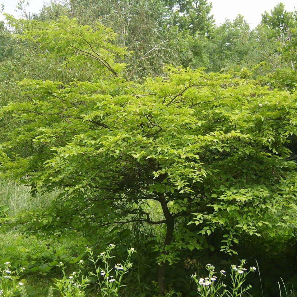 Japaninstoraksi - Styrax japonica