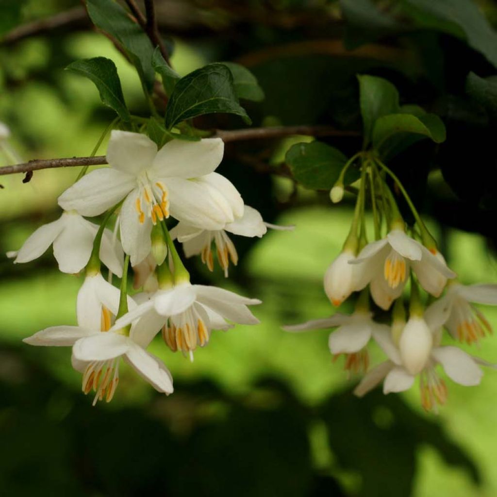 Japaninstoraksi - Styrax japonica