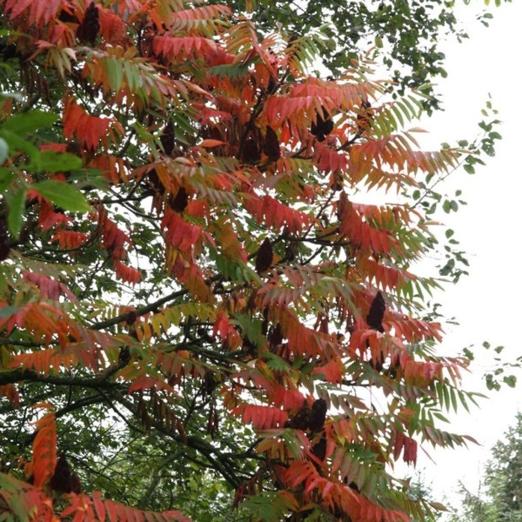 Samettisumakki - Rhus typhina