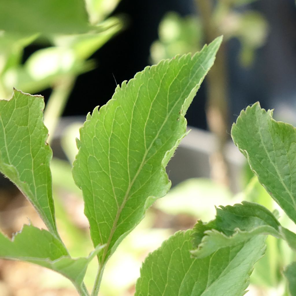 Mustaselja var. albida