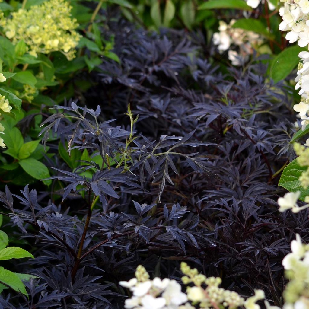 Mustaselja Black Lace