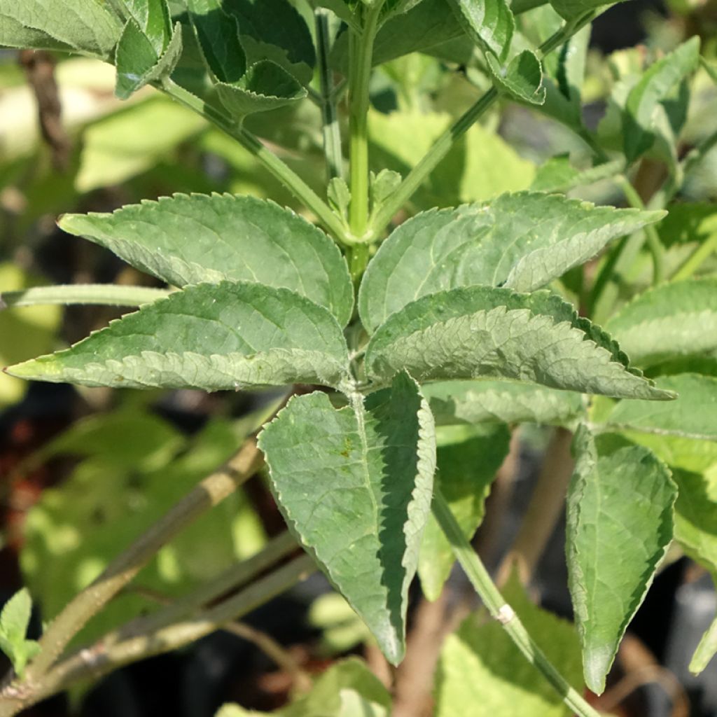 Mustaselja - Sambucus nigra
