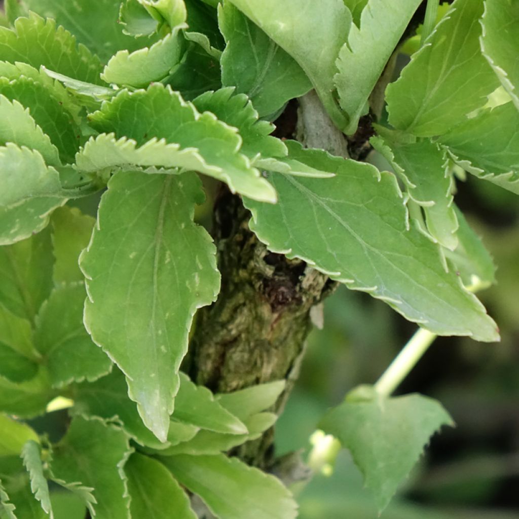 Mustaselja Pyramidalis