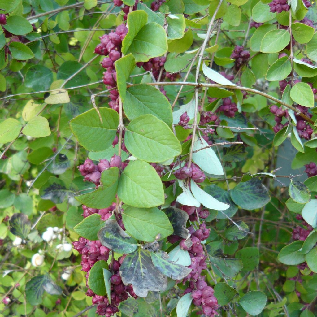 Korallilumimarja - Symphoricarpos orbiculatus