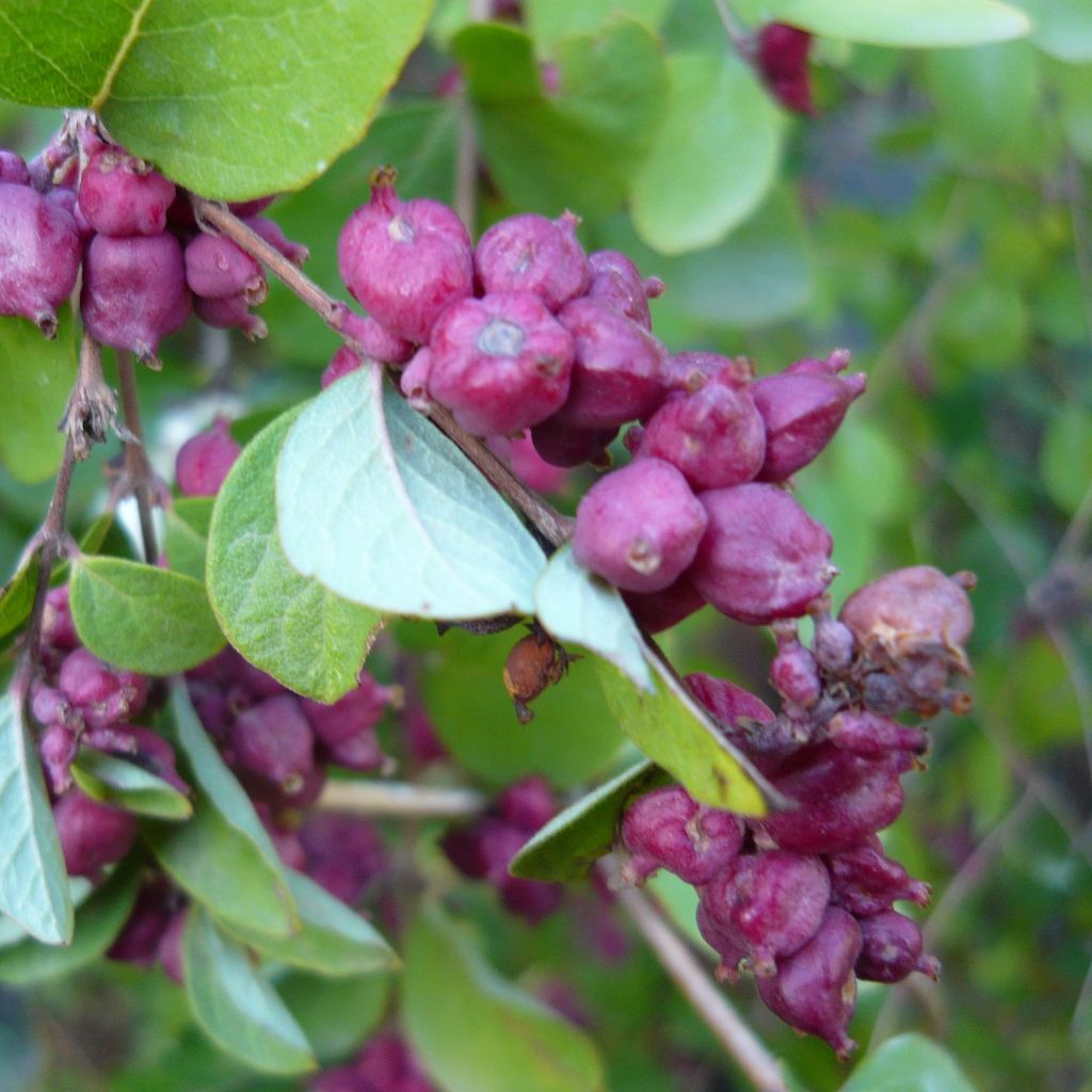 Korallilumimarja - Symphoricarpos orbiculatus