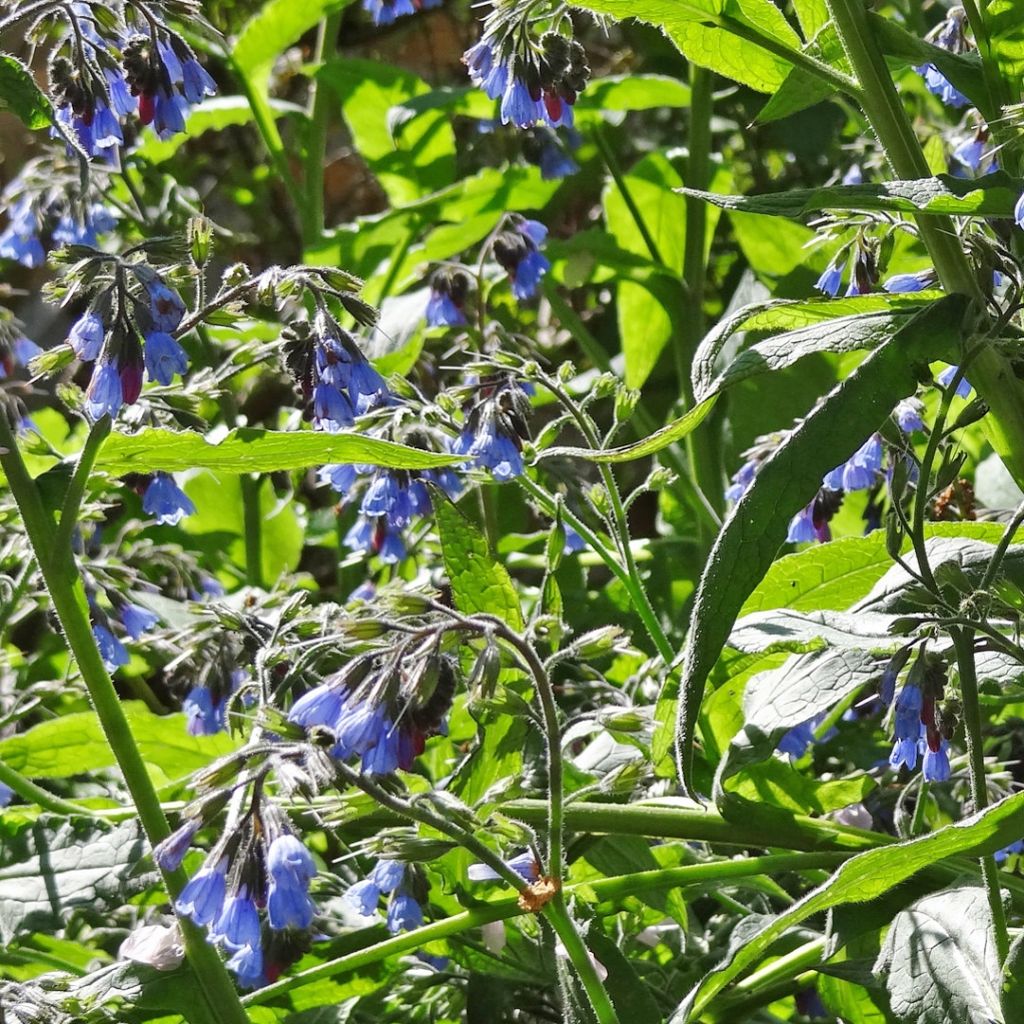 Raunioyrti - Symphytum azureum