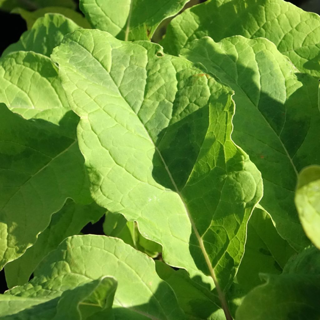Himalajansyreeni aureovariegata