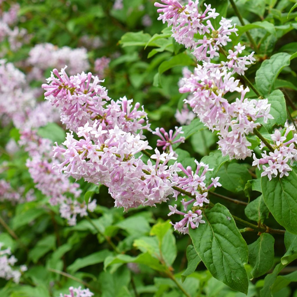 Unkarinsyreeni - Syringa josikae