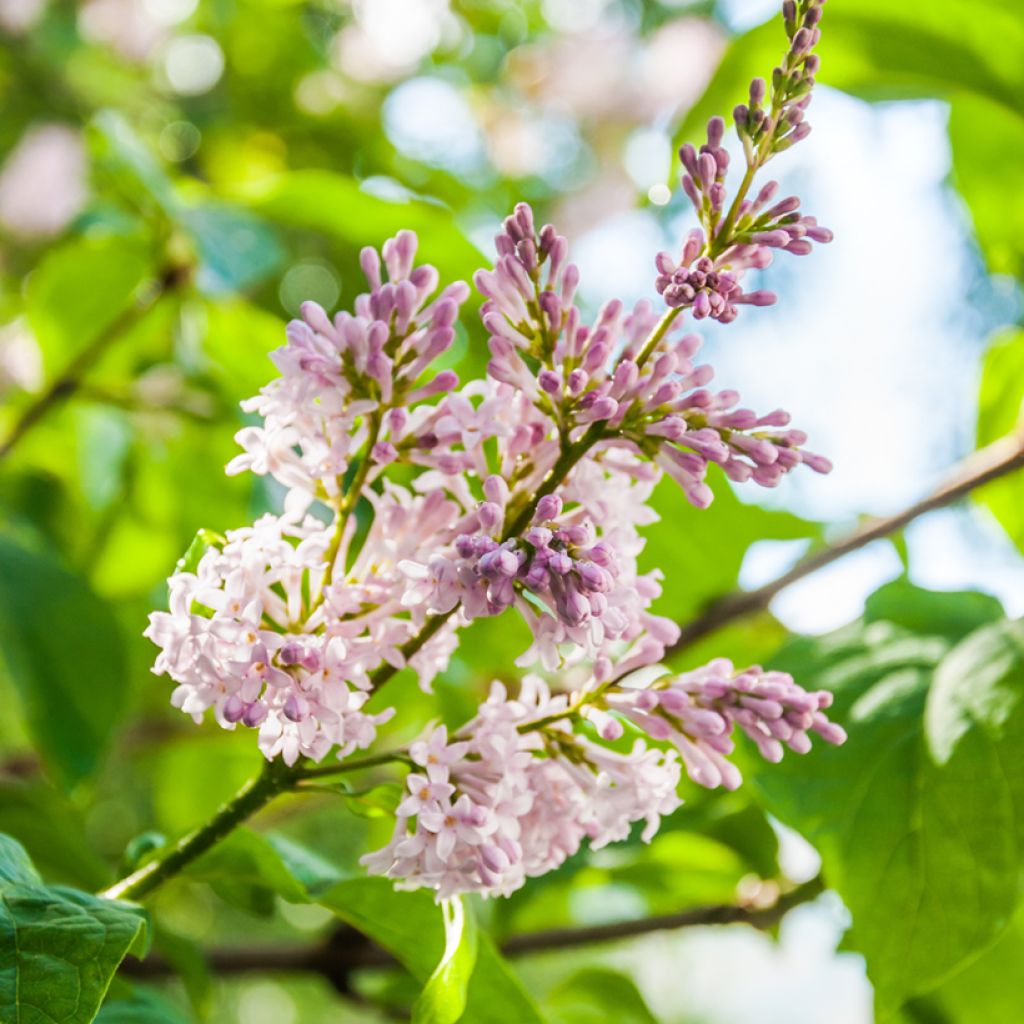 Unkarinsyreeni - Syringa josikae