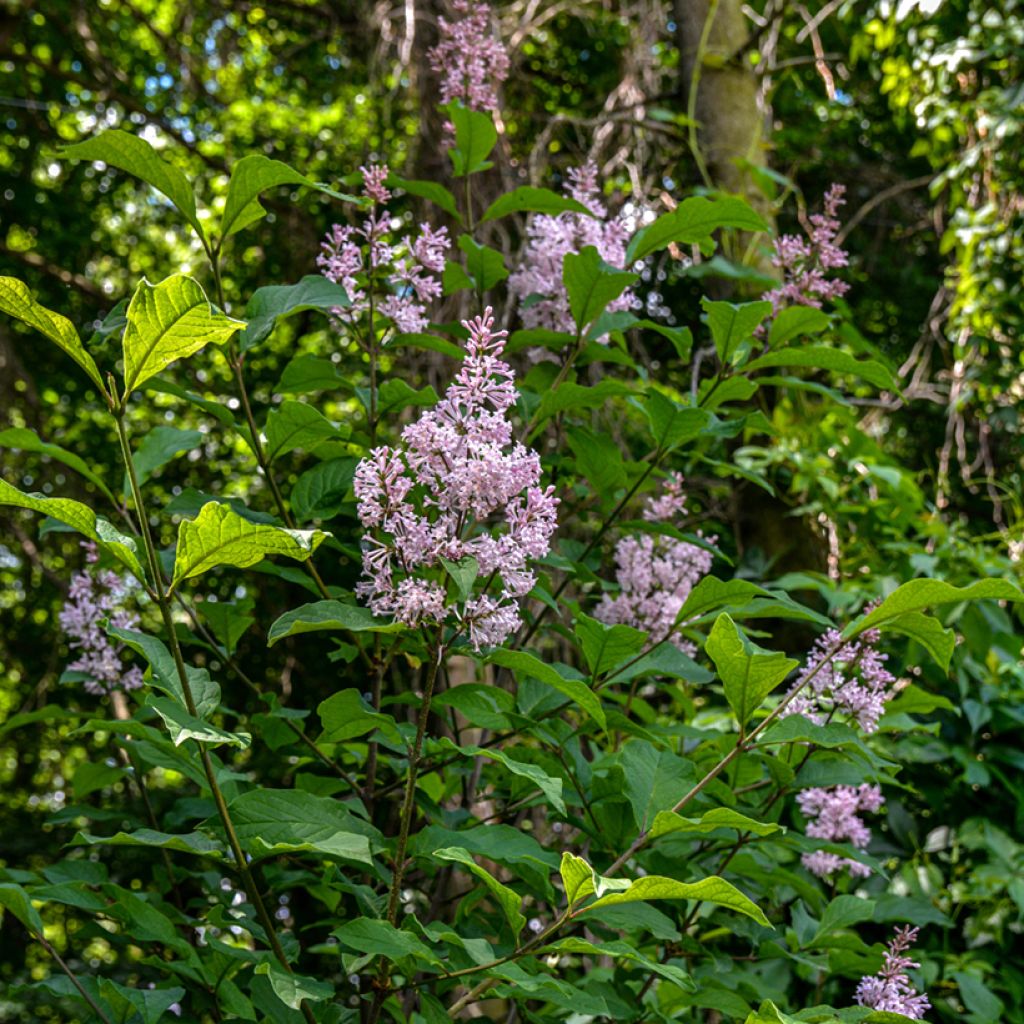 Unkarinsyreeni - Syringa josikae