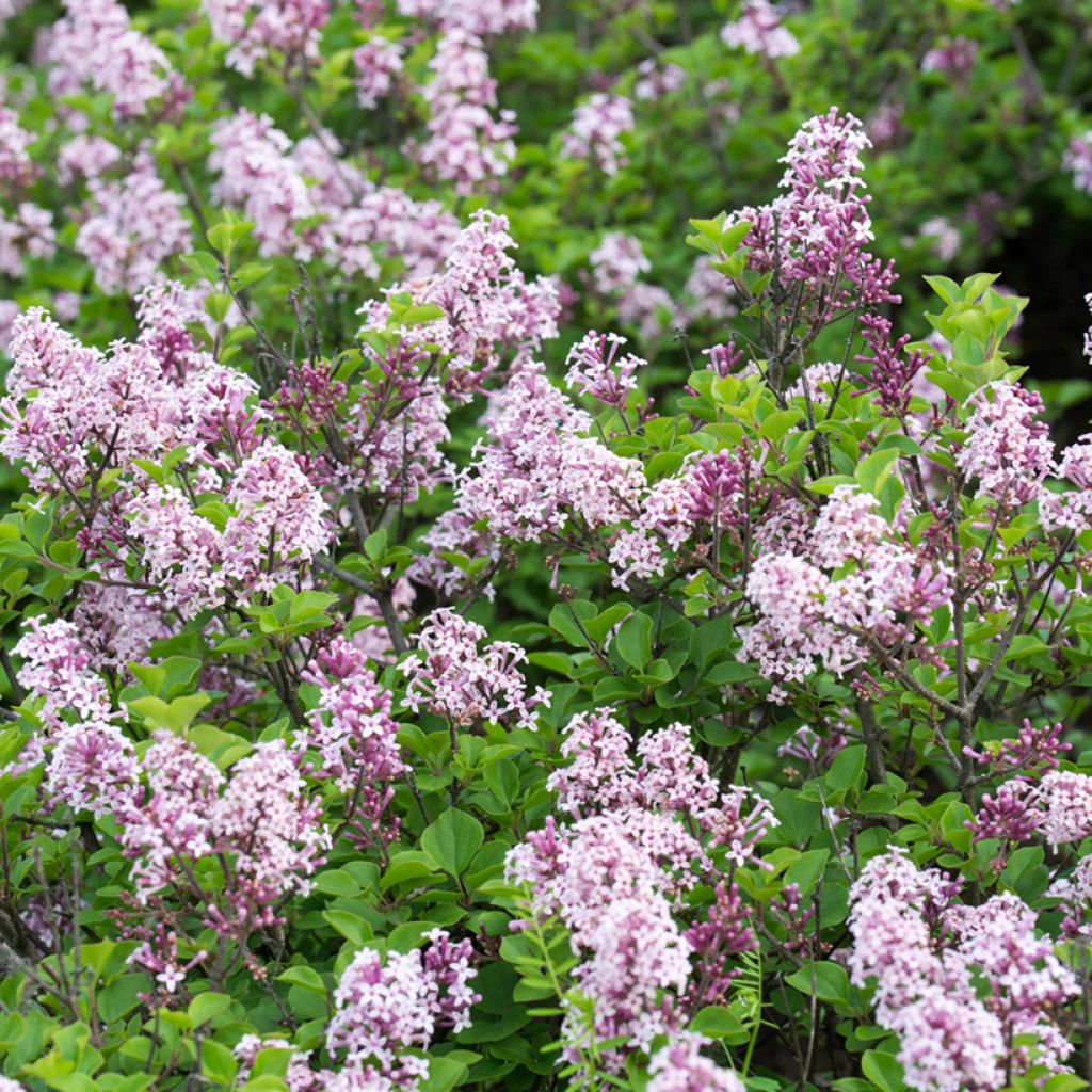 Unkarinsyreeni - Syringa josikae