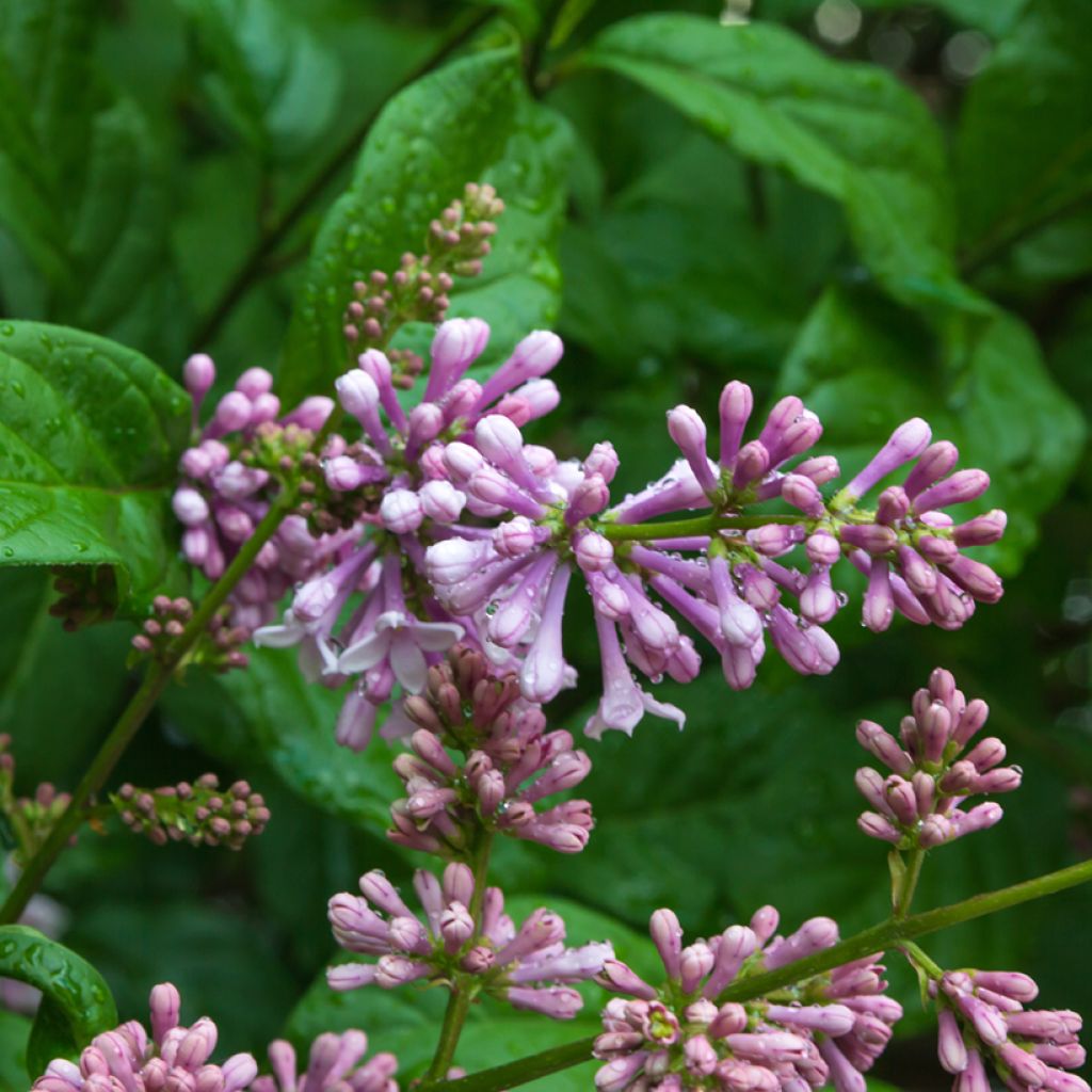 Unkarinsyreeni - Syringa josikae