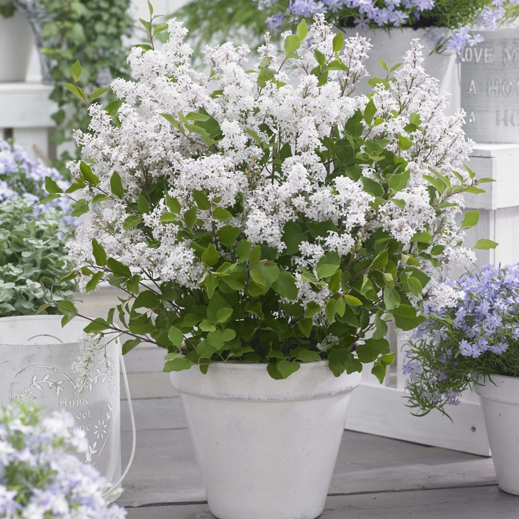 Pikkusyreeni Flowerfesta White