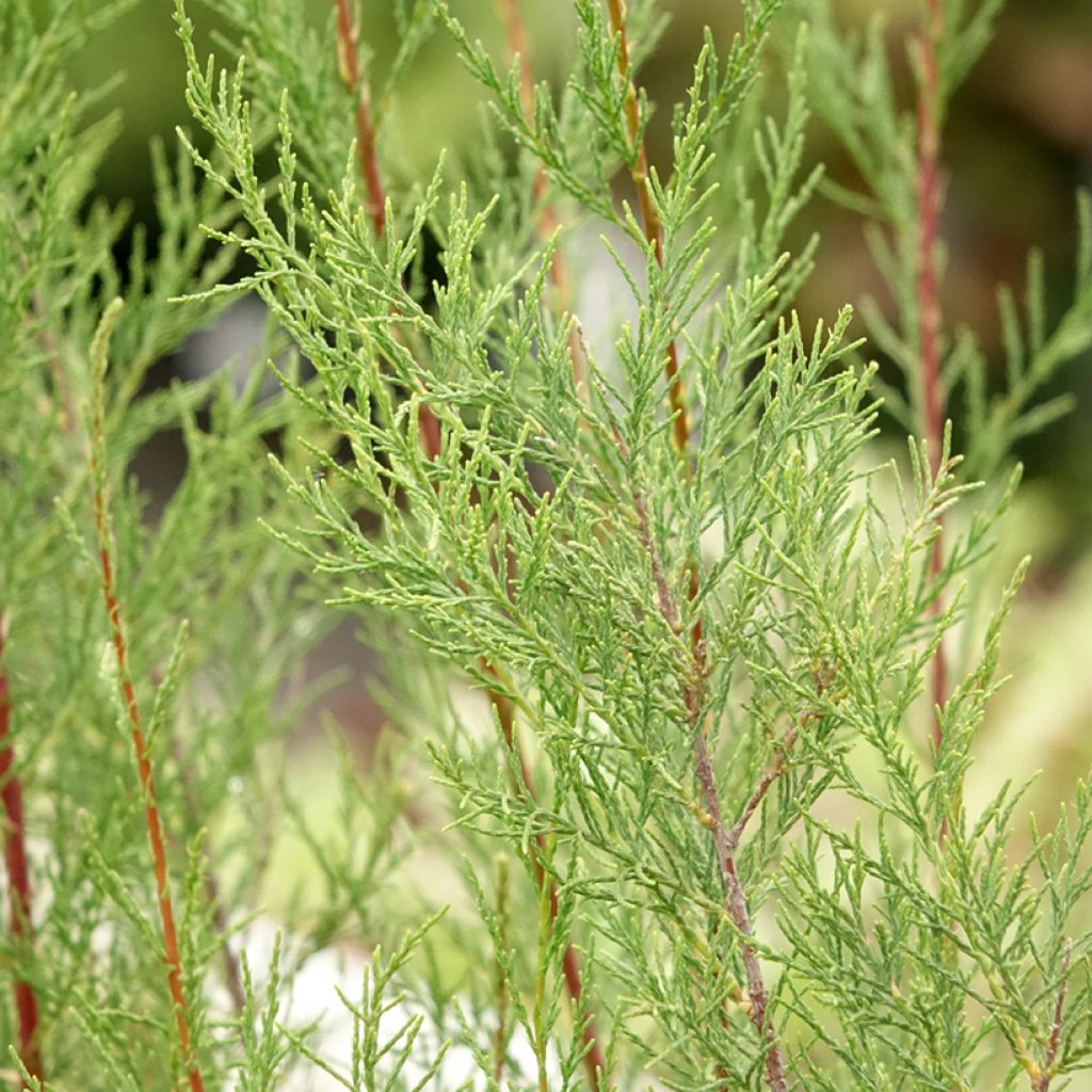 Syystamariski Hulsdonk White