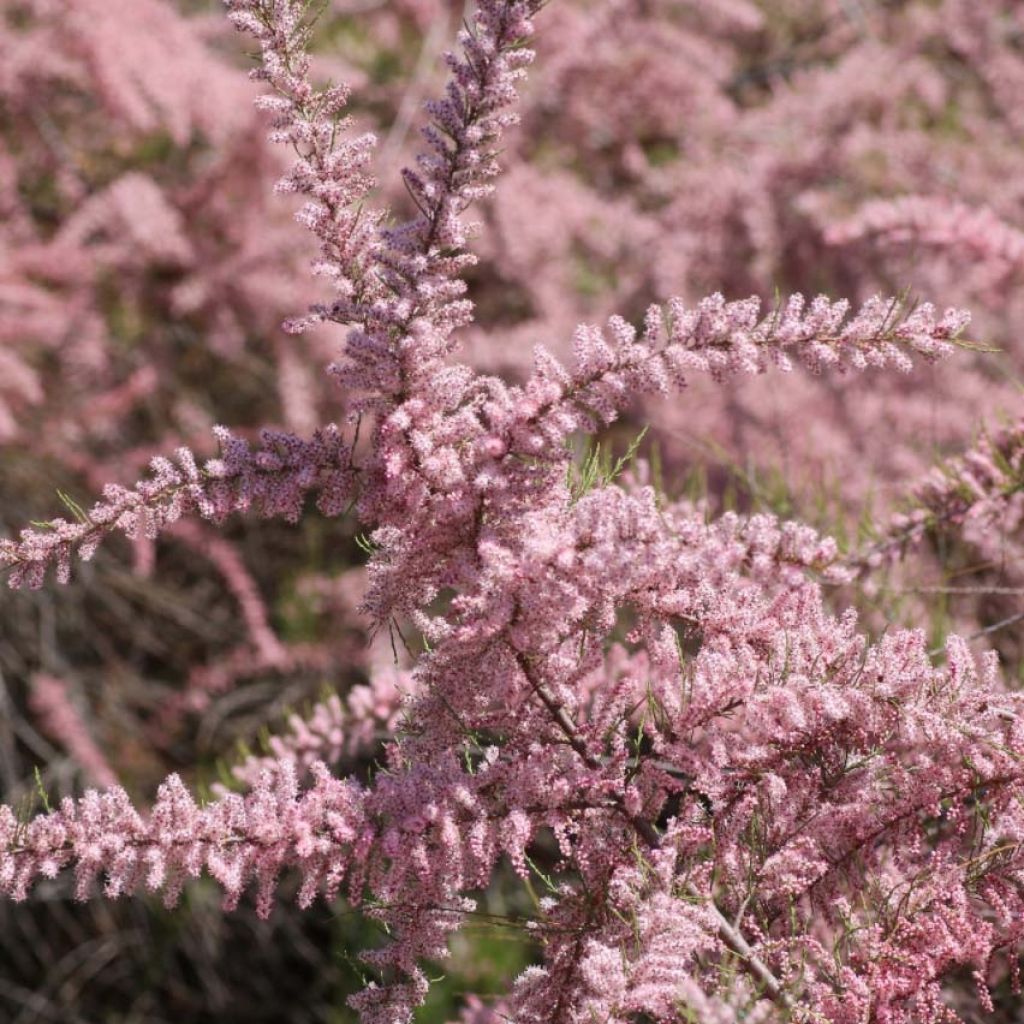 Balkanintamariski - Tamarix parviflora