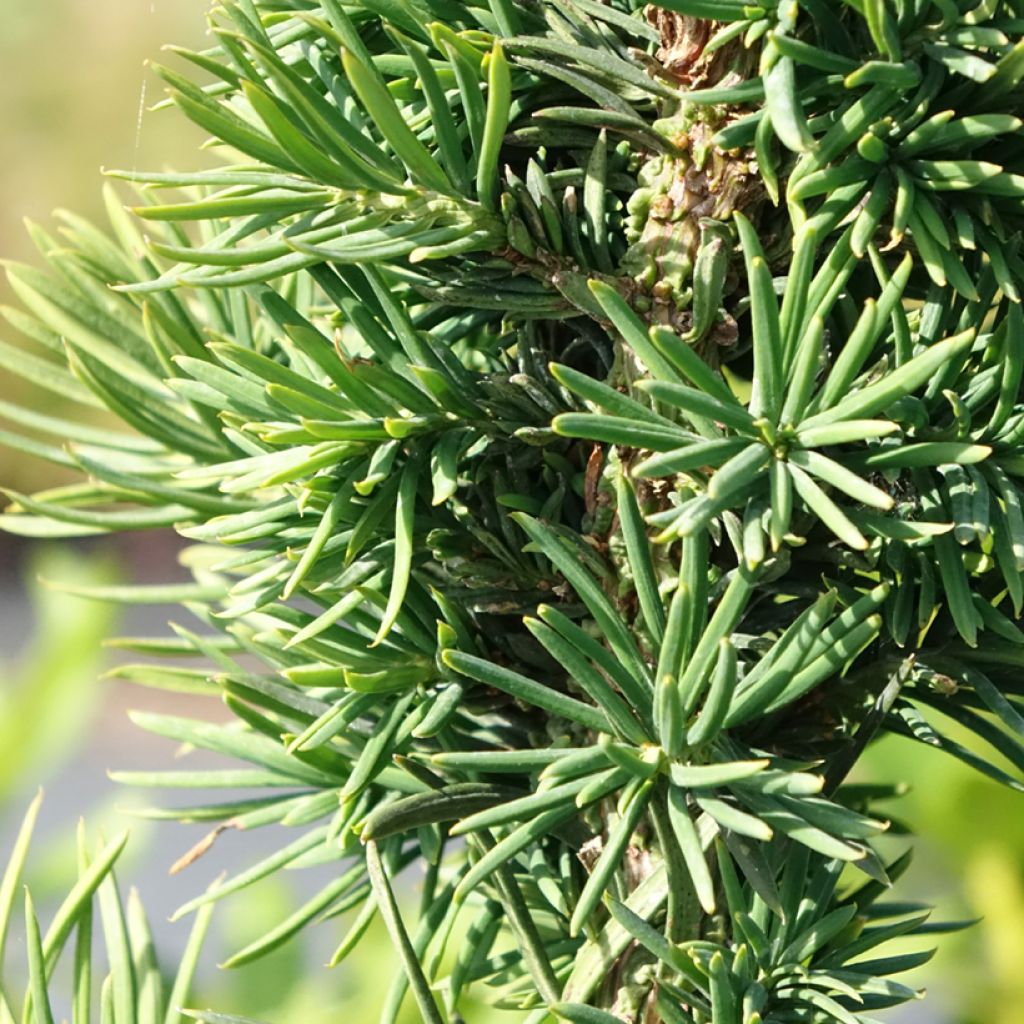 Euroopanmarjakuusi Cristata