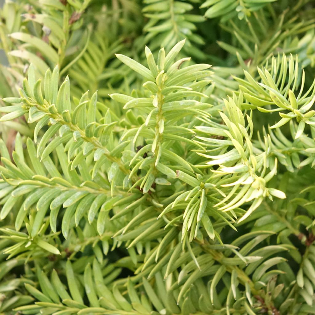 Euroopanmarjakuusi Elegantissima