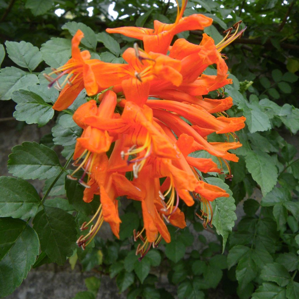 Kapintulipiippu - Tecoma capensis