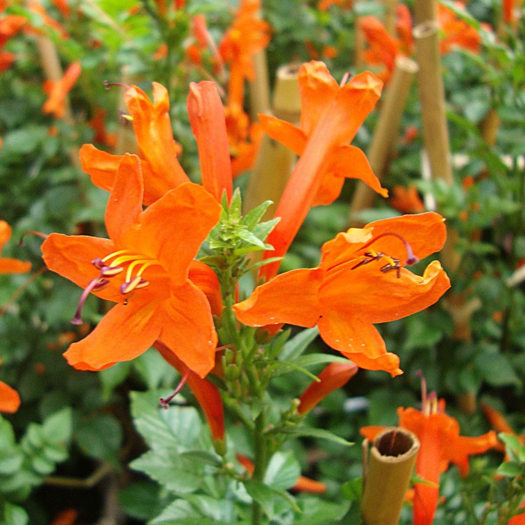 Kapintulipiippu - Tecoma capensis