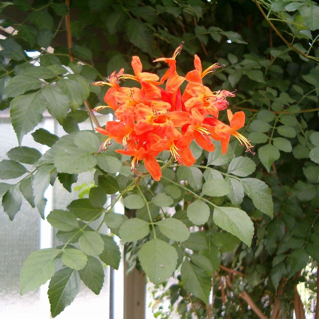Kapintulipiippu - Tecoma capensis