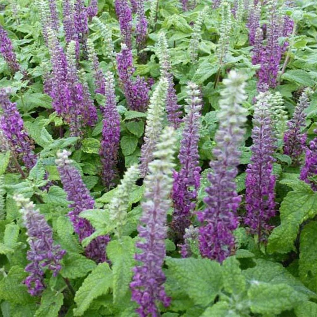 Teurikka - Teucrium hircanicum