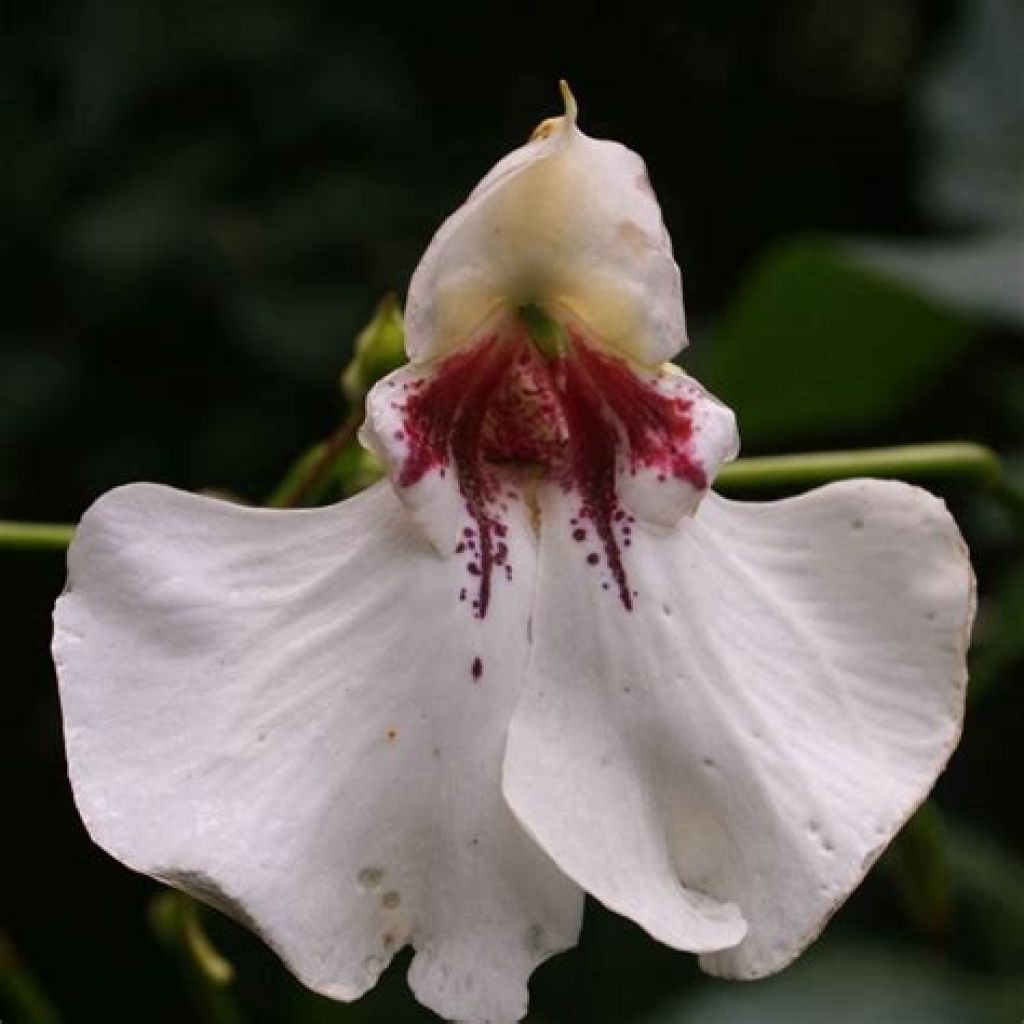 Palsami - Impatiens tinctoria
