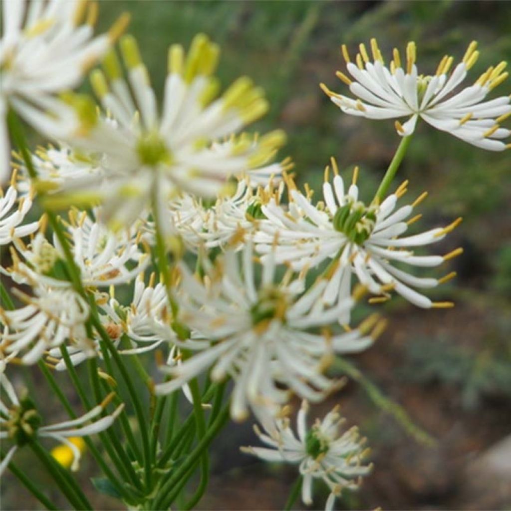 Ängelmä - Thalictrum petaloideum