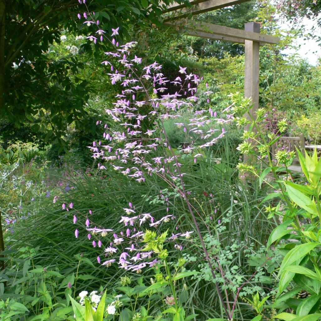 Ängelmä - Thalictrum petaloideum