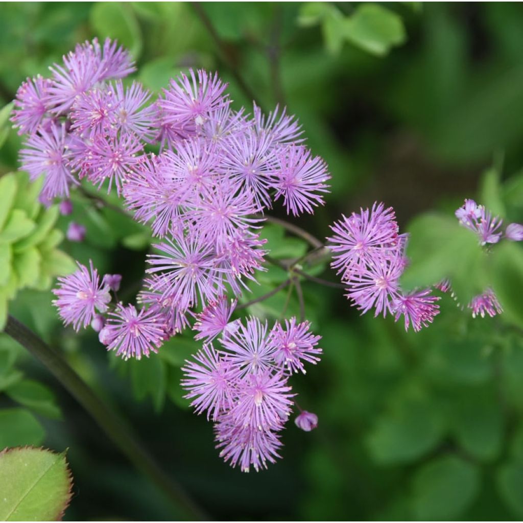 Lehtoängelmä - Thalictrum aquilegifolium
