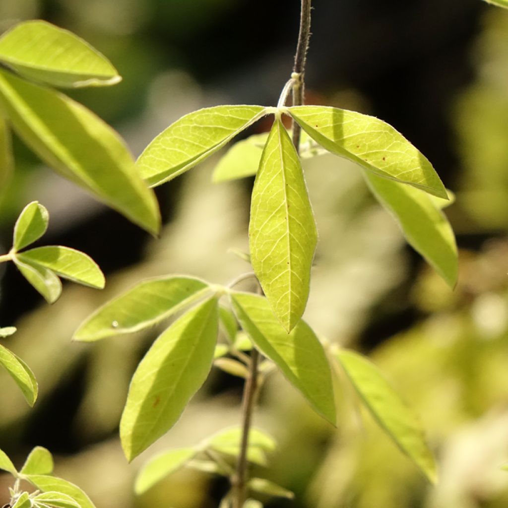 Revonpavu - Thermopsis chinensis
