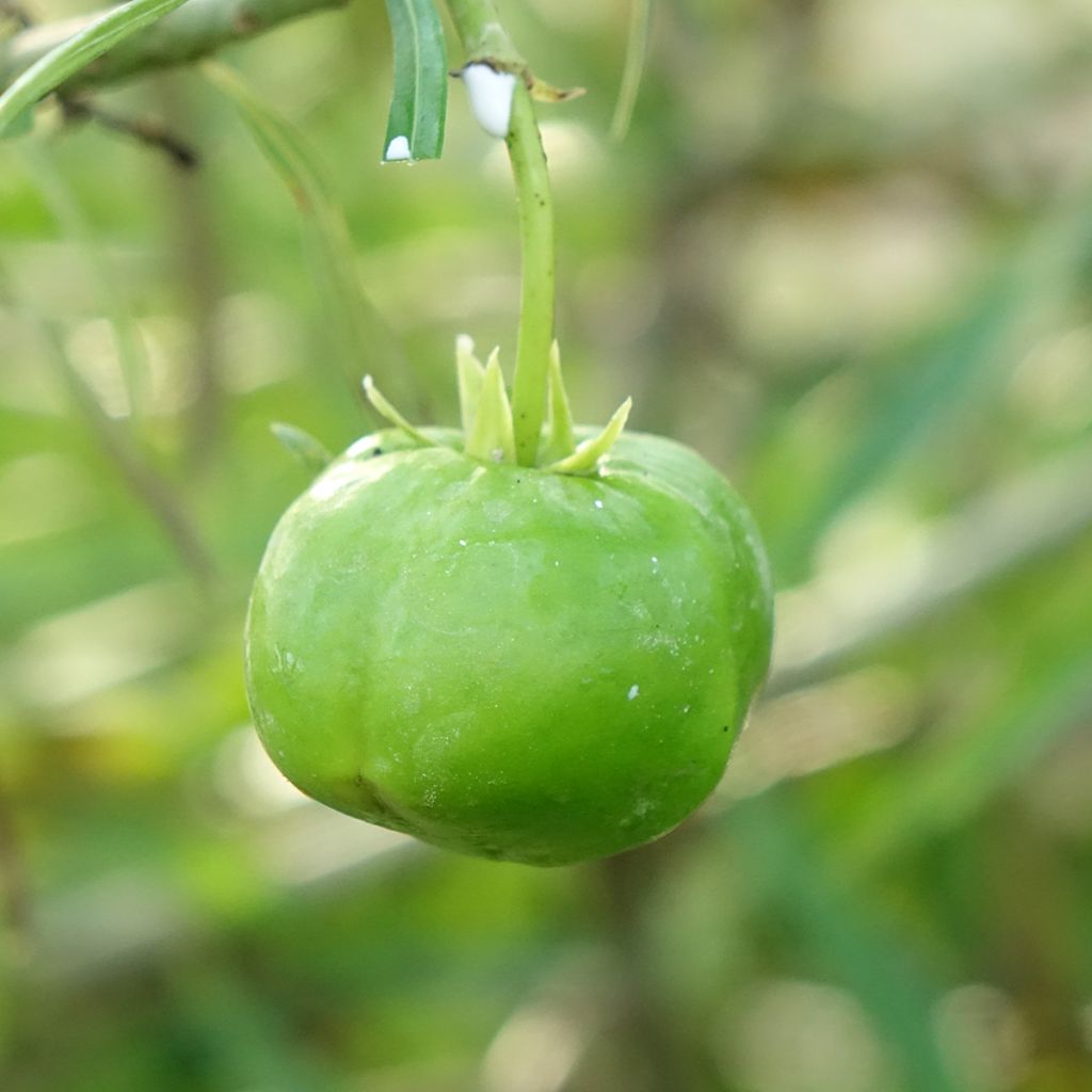 Keltaoleanteri - Thevetia peruviana