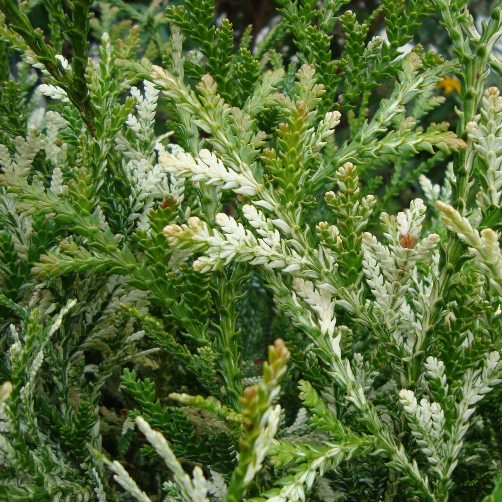 Hibatuija Variegata
