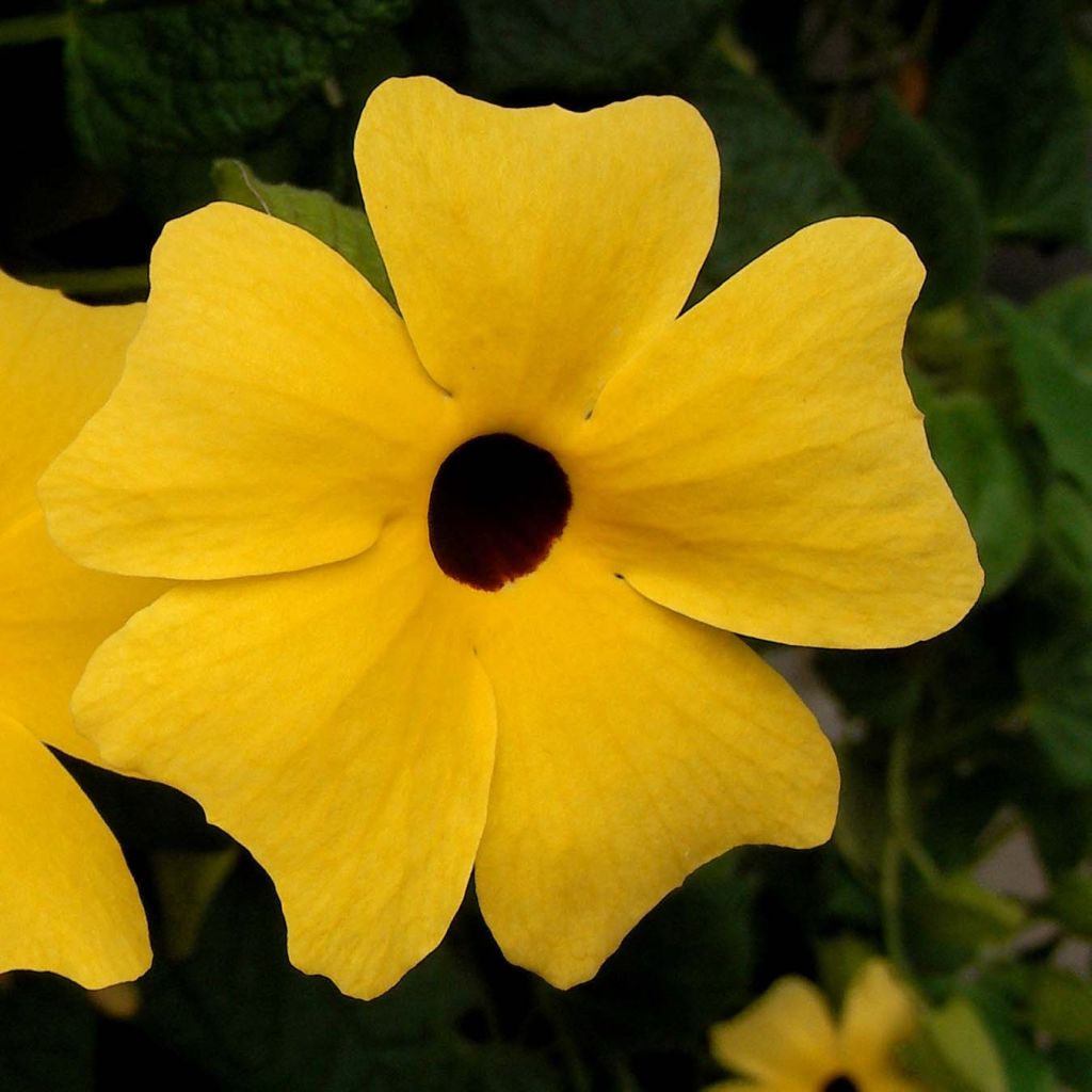 Mustasilmäsusanna - Thunbergia alata