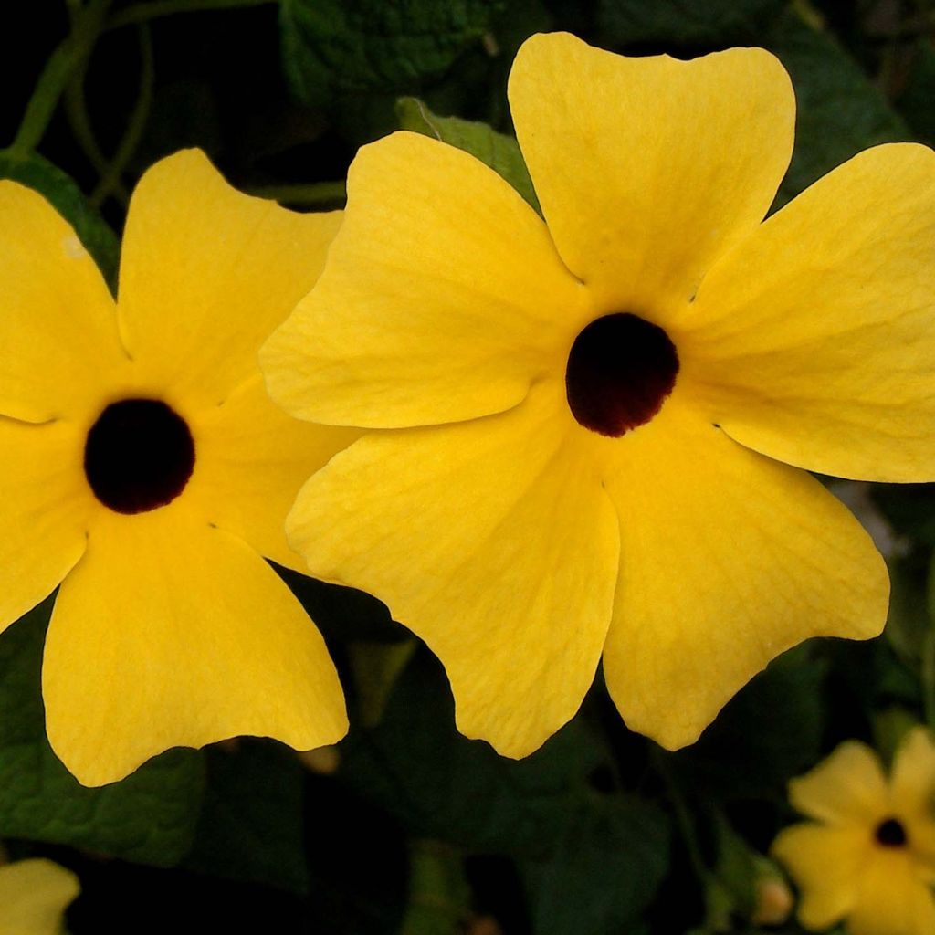 Mustasilmäsusanna - Thunbergia alata