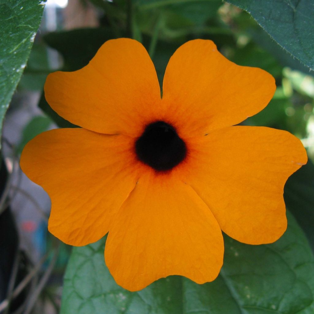 Mustasilmäsusanna Tangerine