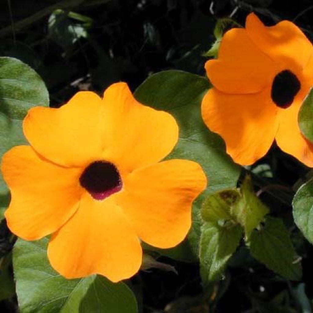 Mustasilmäsusanna Tangerine