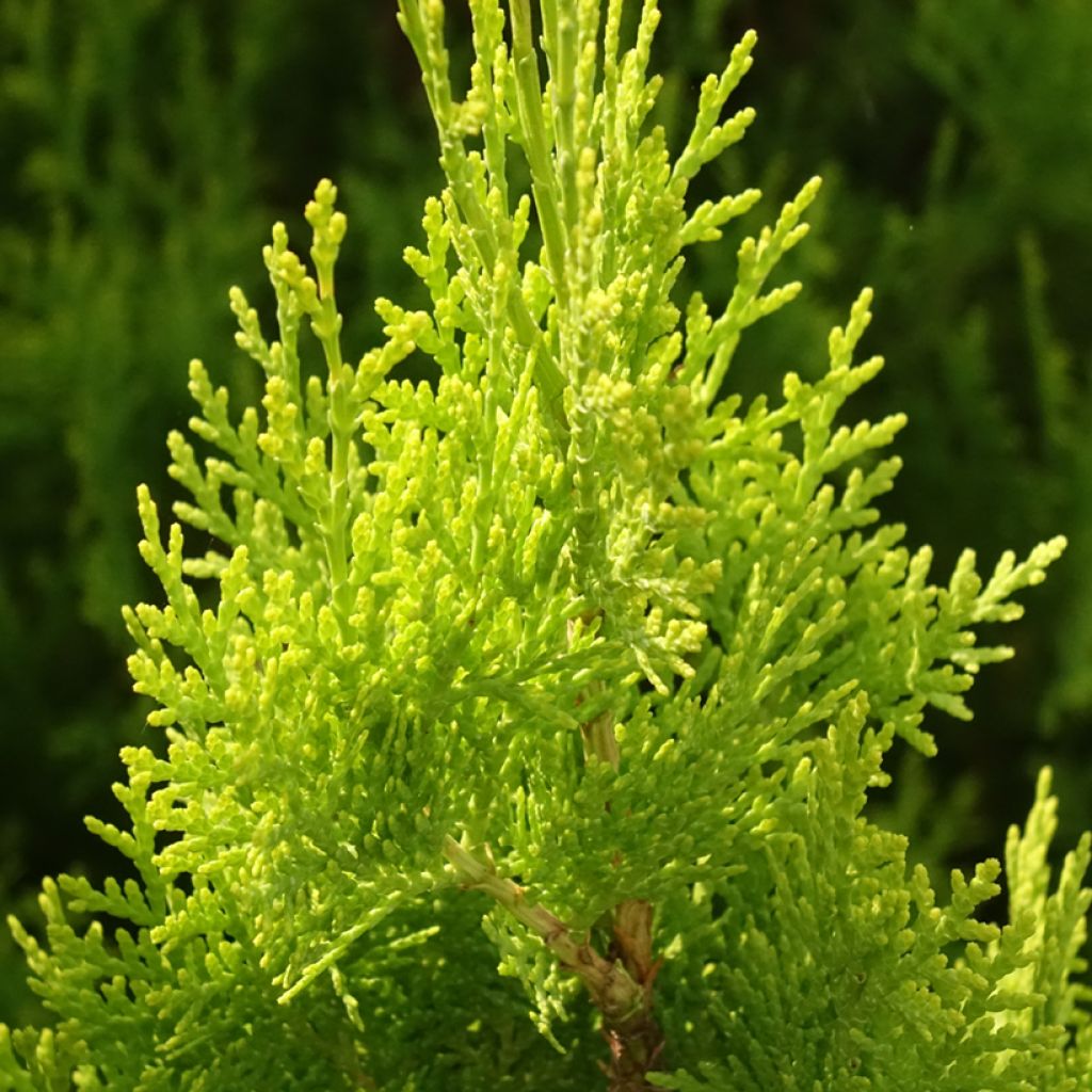 Idäntuija Pyramidalis Aurea
