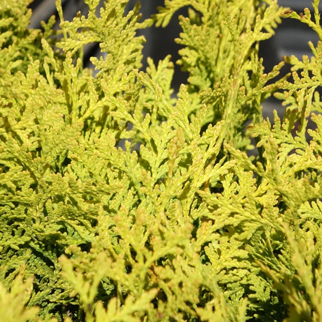 Kanadantuija Golden Brabant