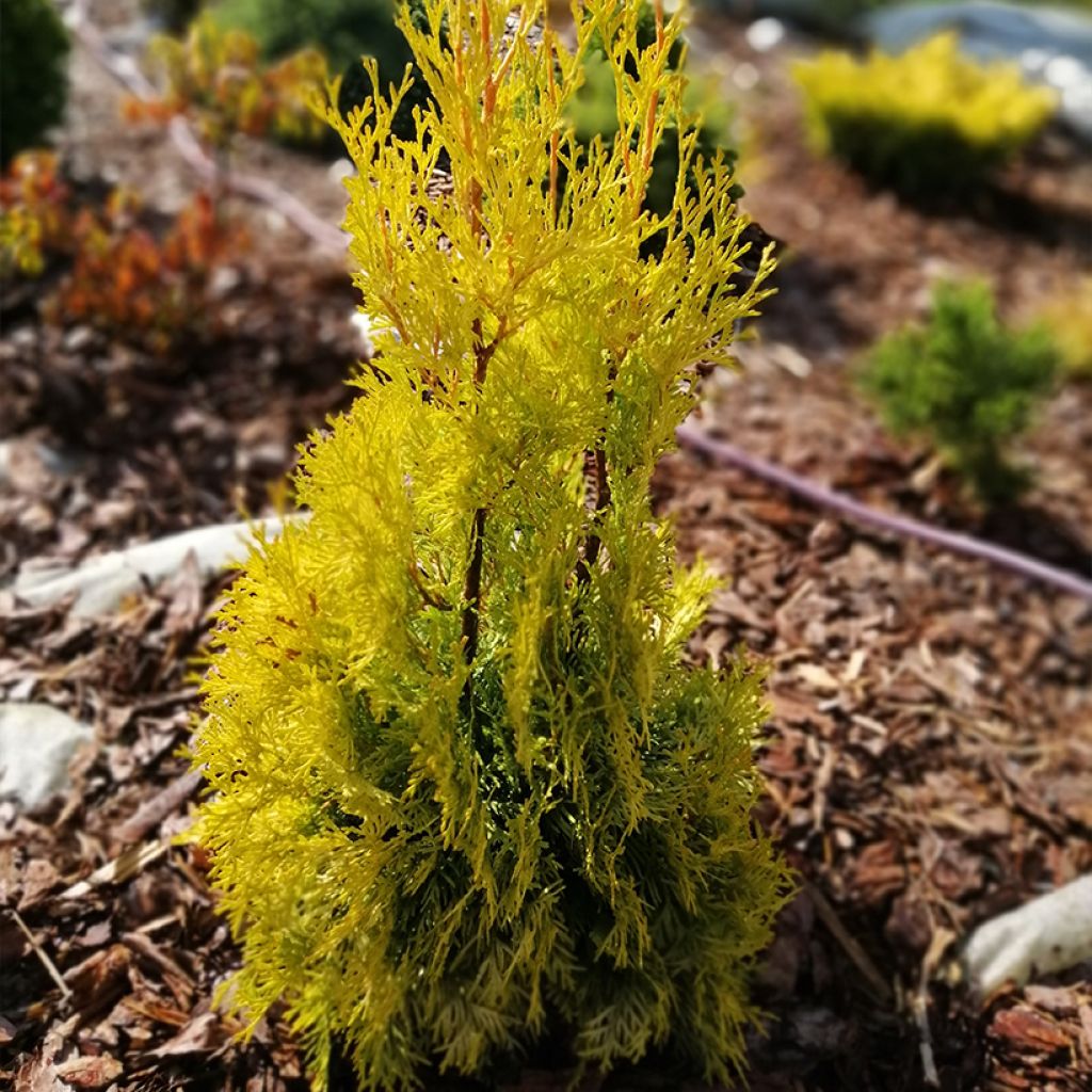 Kanadantuija Malonyana Aurea